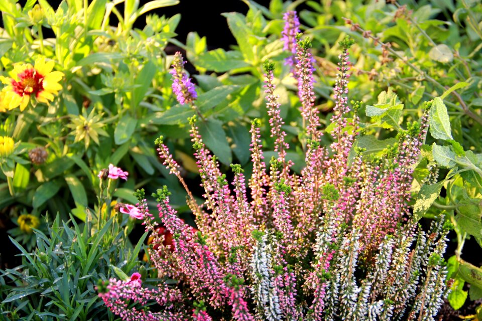 Flower garden organic