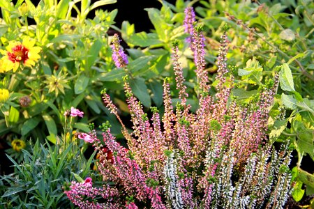 Flower garden organic