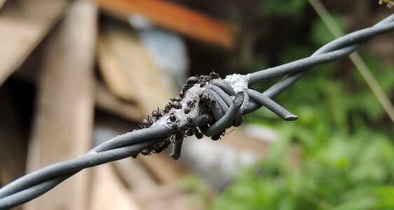 Ants barbed colombia