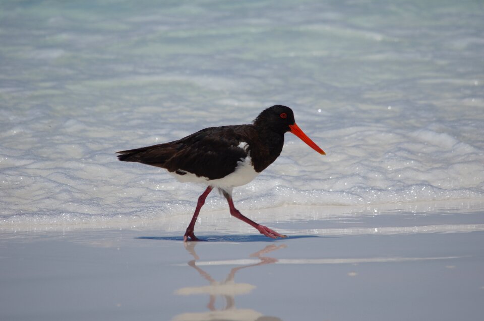 Oystercatcher bird australia
