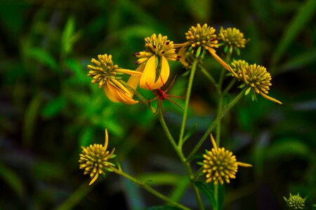 Spider flower photo