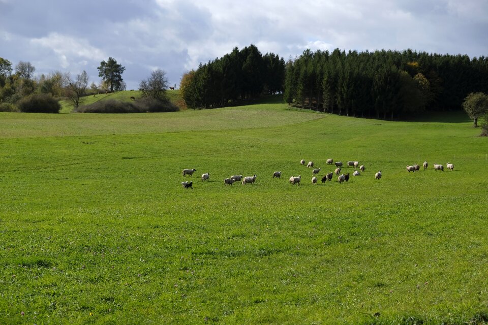 Landscape green nature
