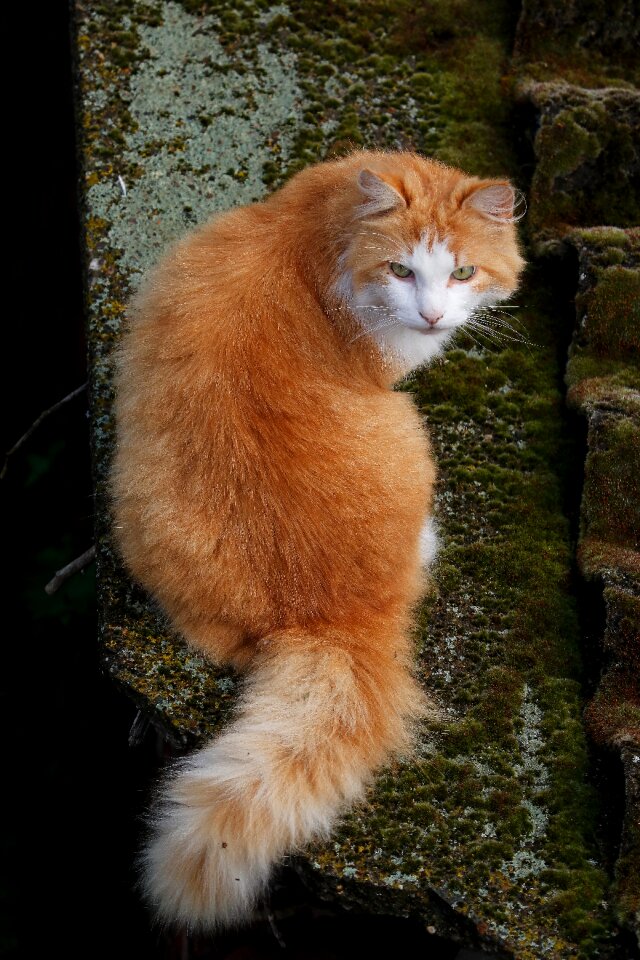 Cat red light wild
