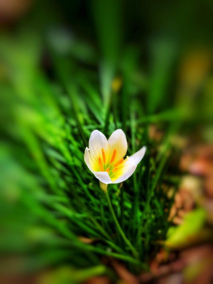 White yellow green