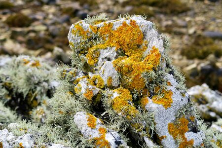 Lichen pierre nature