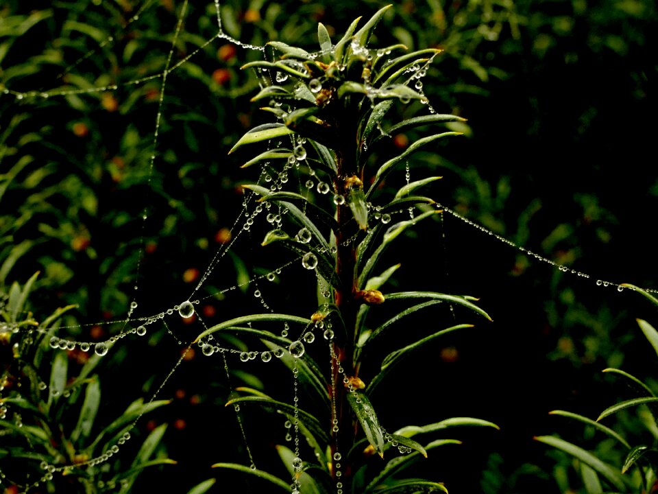 Spider web droplets autumn