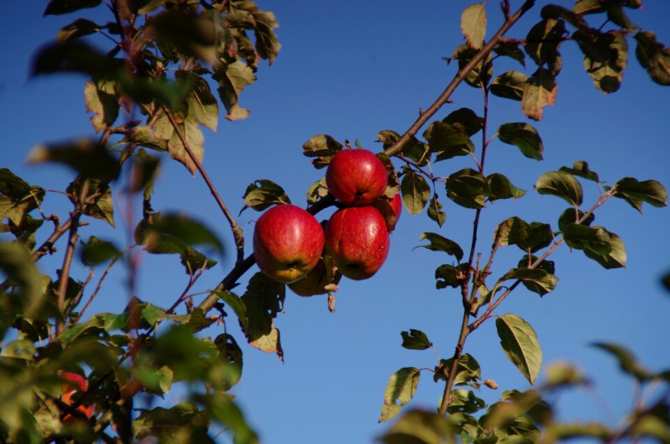 Nature autumn harvest