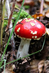 Red red fly agaric mushroom toxic photo