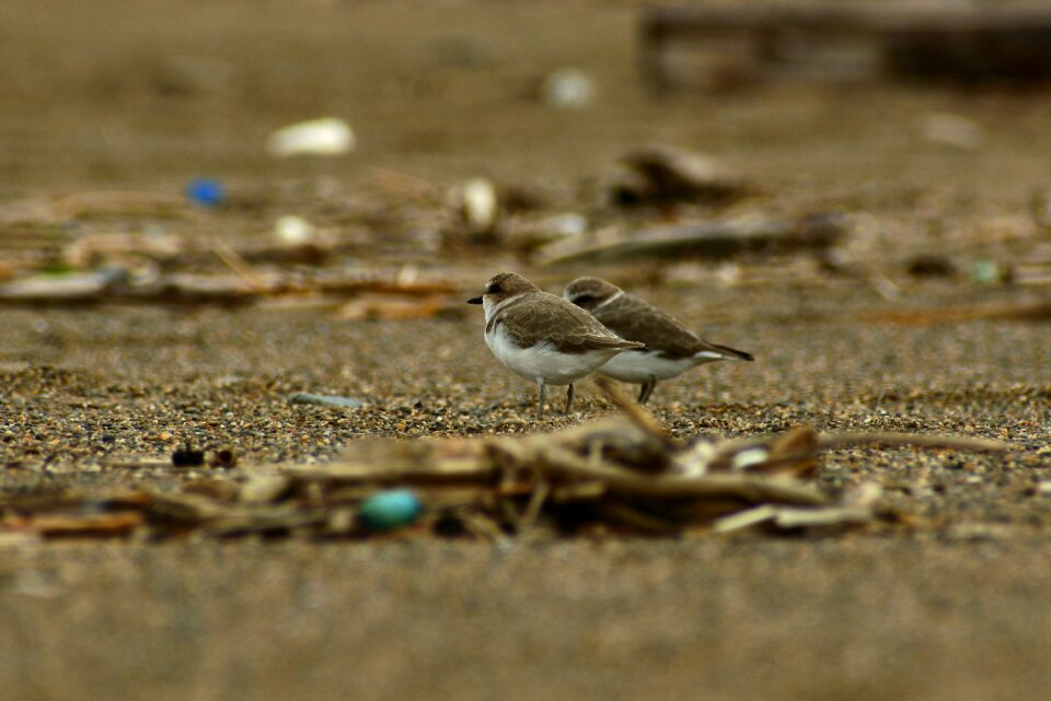Wild birds little bird the department of