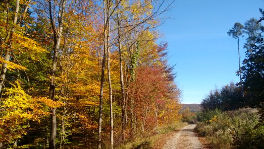 Golden autumn autumn forest away photo