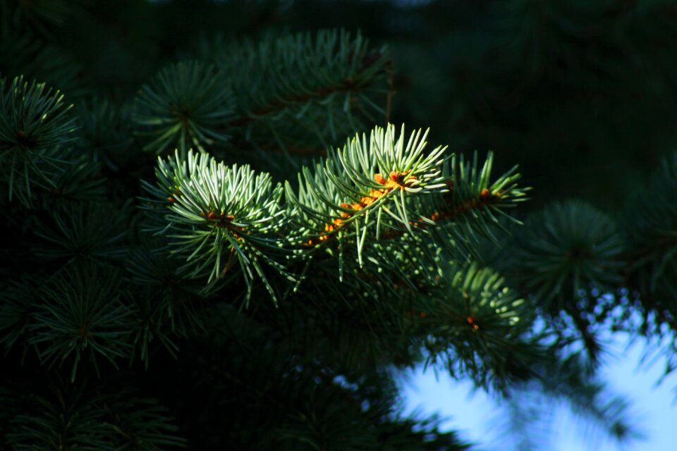 Branch tree tannenzweig
