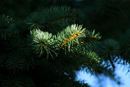 Branch tree tannenzweig photo