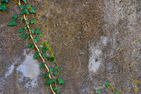 Green leaves background texture