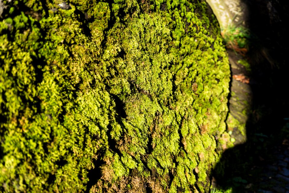 Spring autumn autumn forest