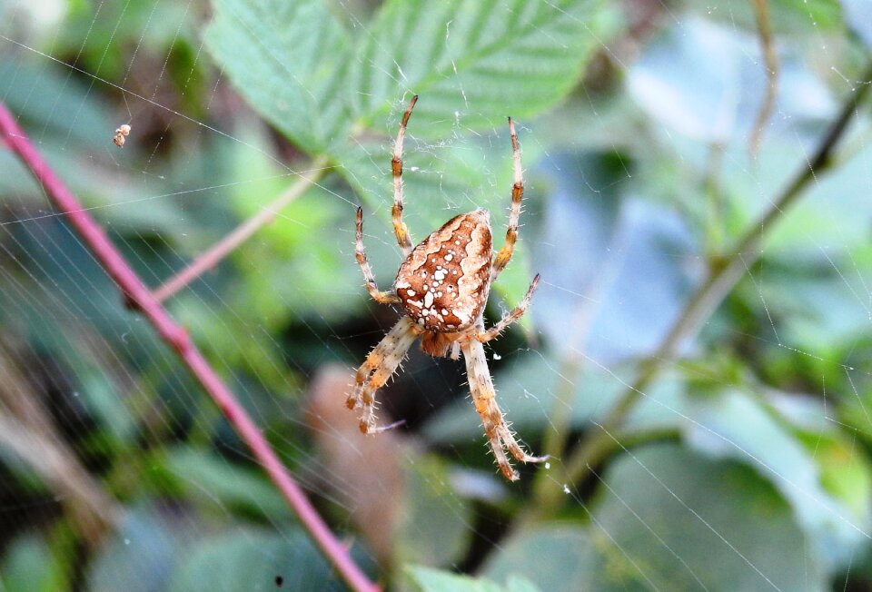 Animal macro arachnid