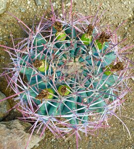 Desert plant