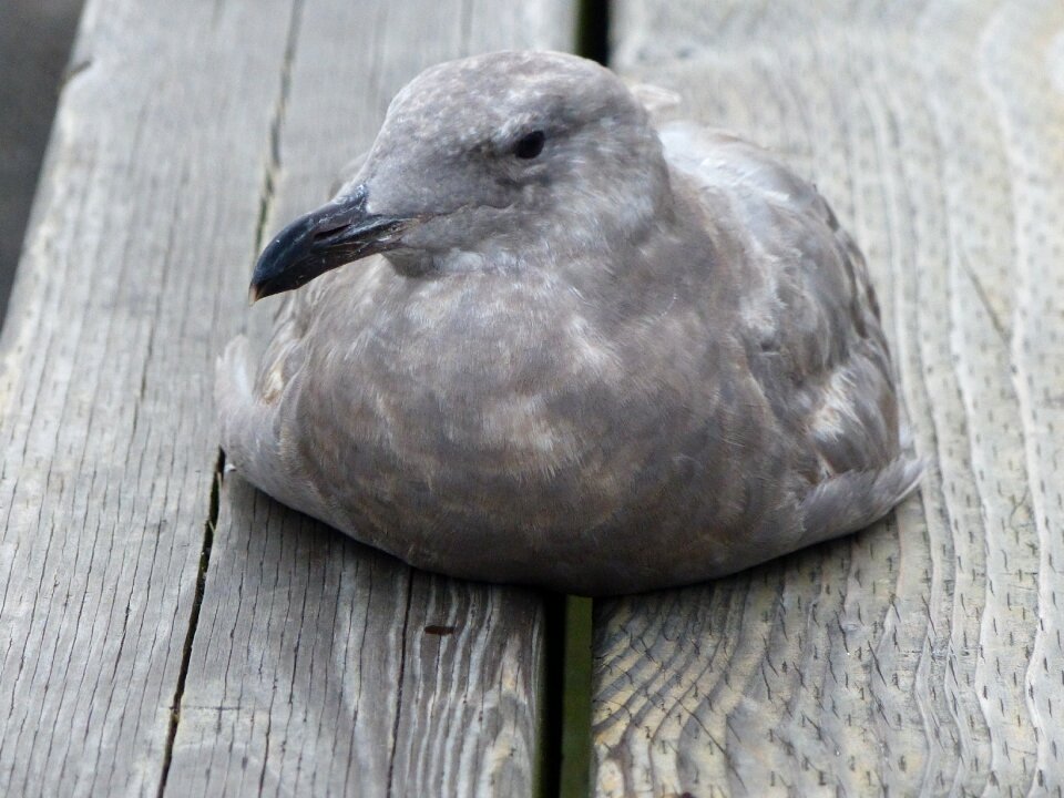 Feathered resting sitting