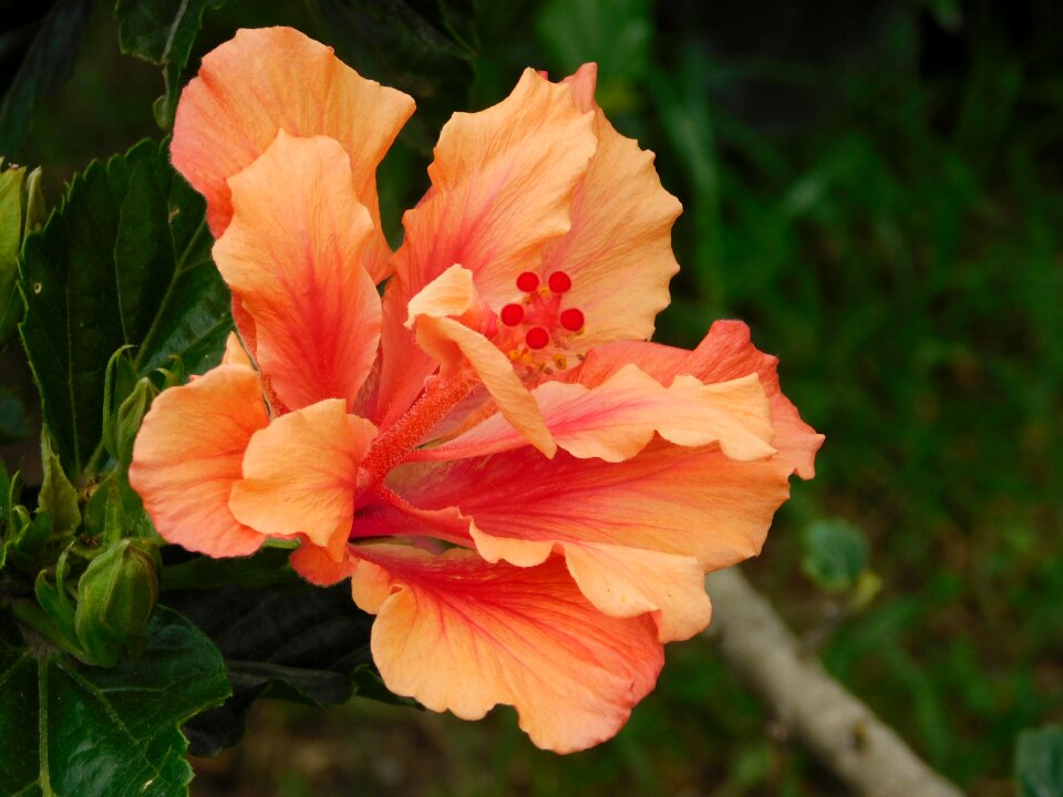 Nature salmon flower