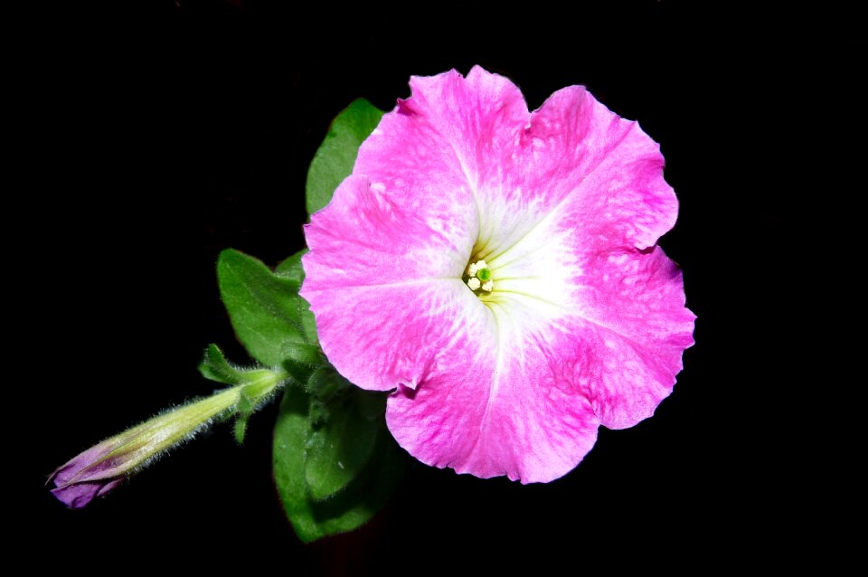 Plant garden nature