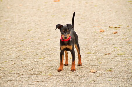 Animal young dog pet photo