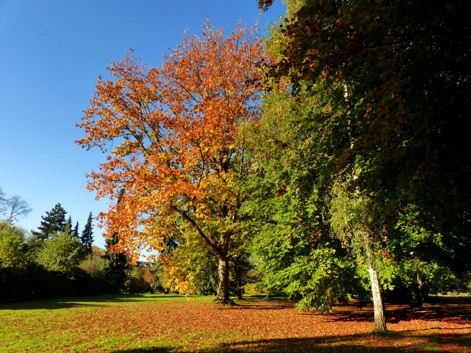 Golden october golden autumn golden