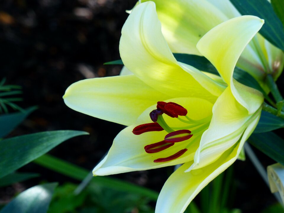 Flower plant floral