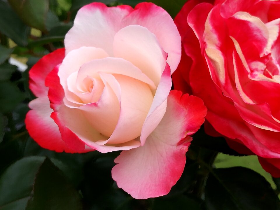 Blossom bloom rose blooms