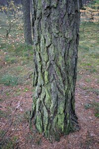 Trunk coniferous nature