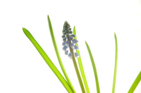 Flowers plants muscat and grape hyacinth