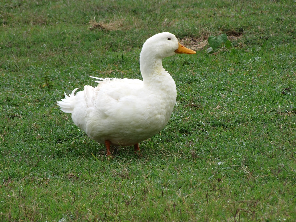 Water bird bird fly
