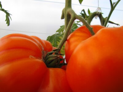 Nature bio food