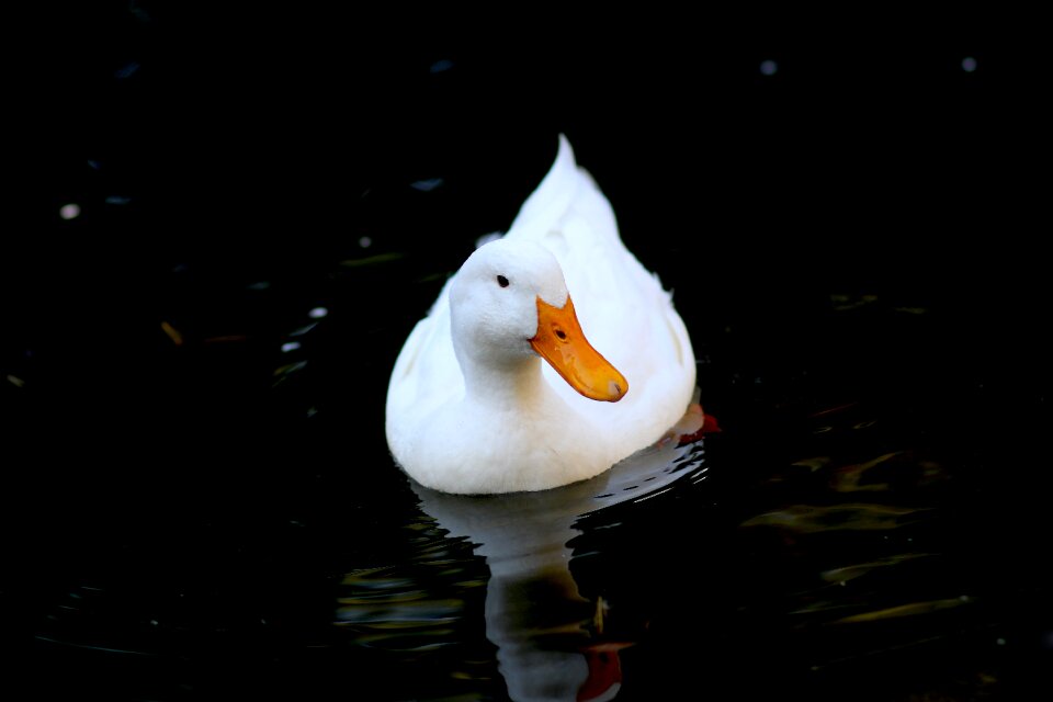 Animal cute nature