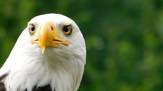 Animal portrait eye feathers