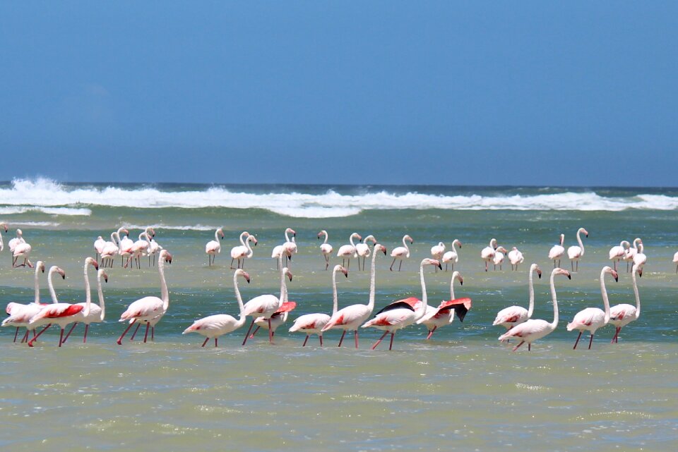Ocean beach flamingos