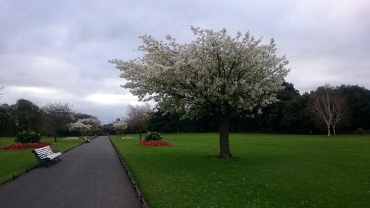 Flower ireland