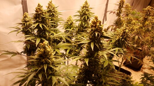 Grow marihuana