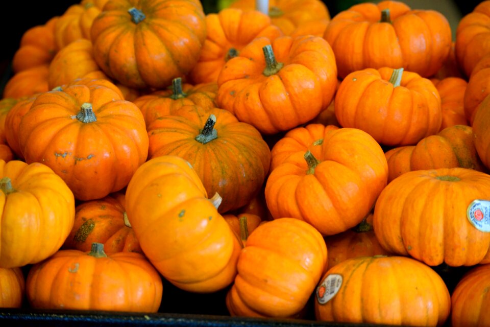 Orange color autumn harvest