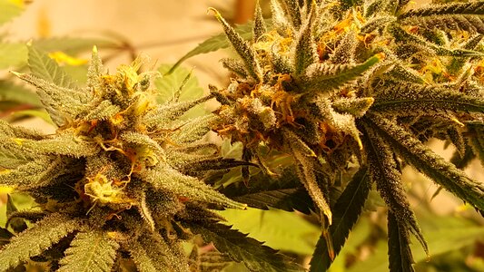 Grow marihuana