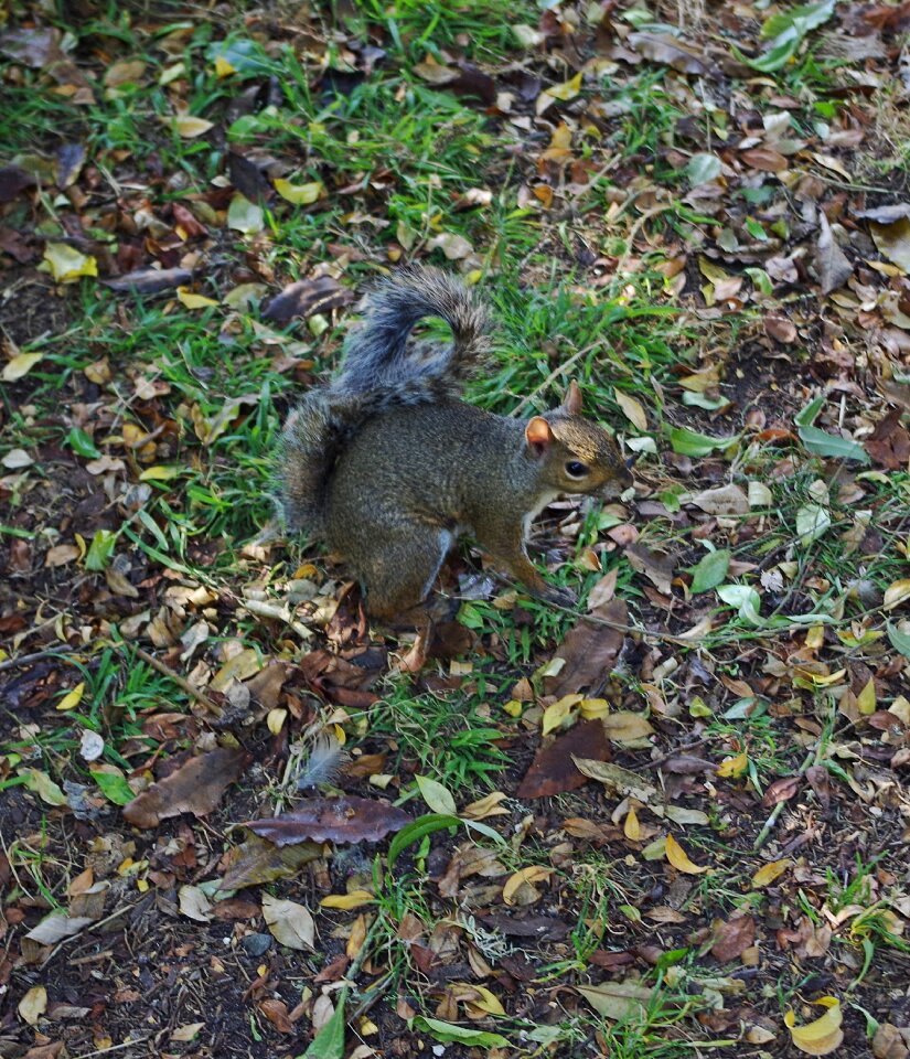 Rodent forest cute