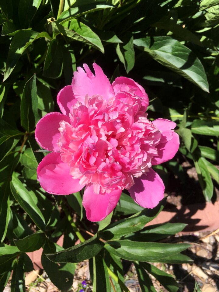 Blossom nature floral