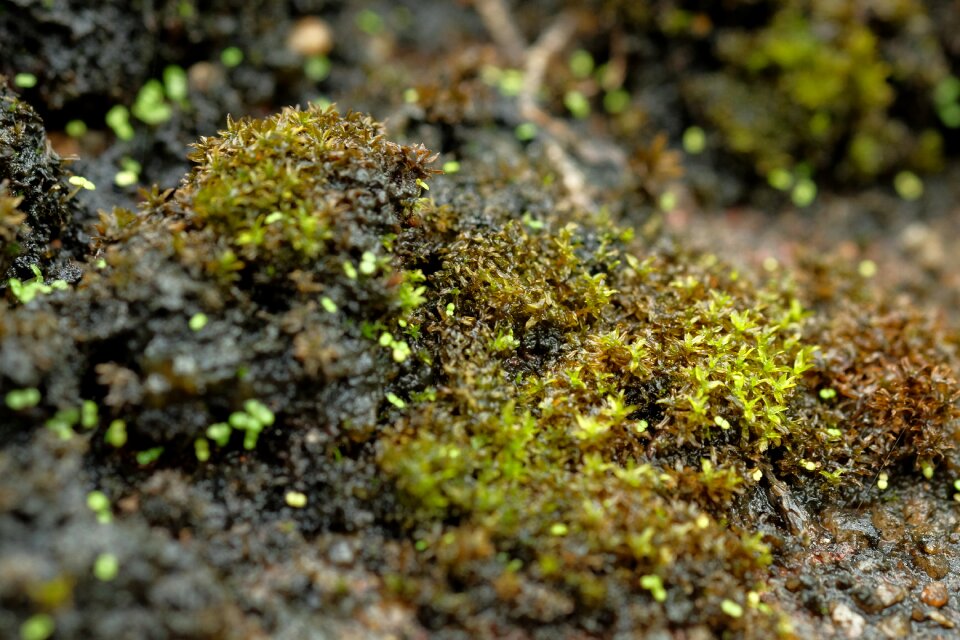 Nature forest fall