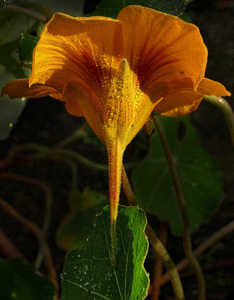 Dewdrop autumn morning morgentau