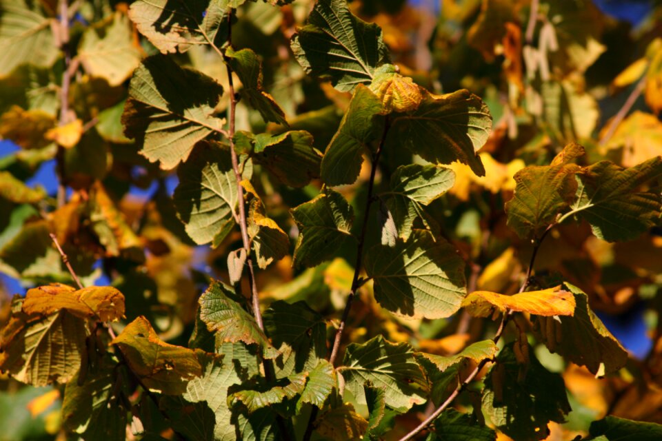 Fall leaves autumn colours colorful leaves