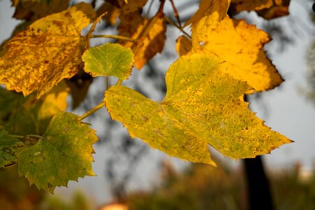 Dry leaves golden leaves autumn photo