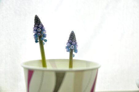 Flowers plants muscat and grape hyacinth