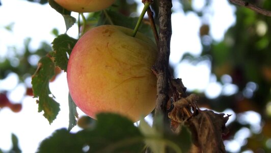 Tree fruit garden