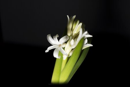 White hyacinth flower flowering photo