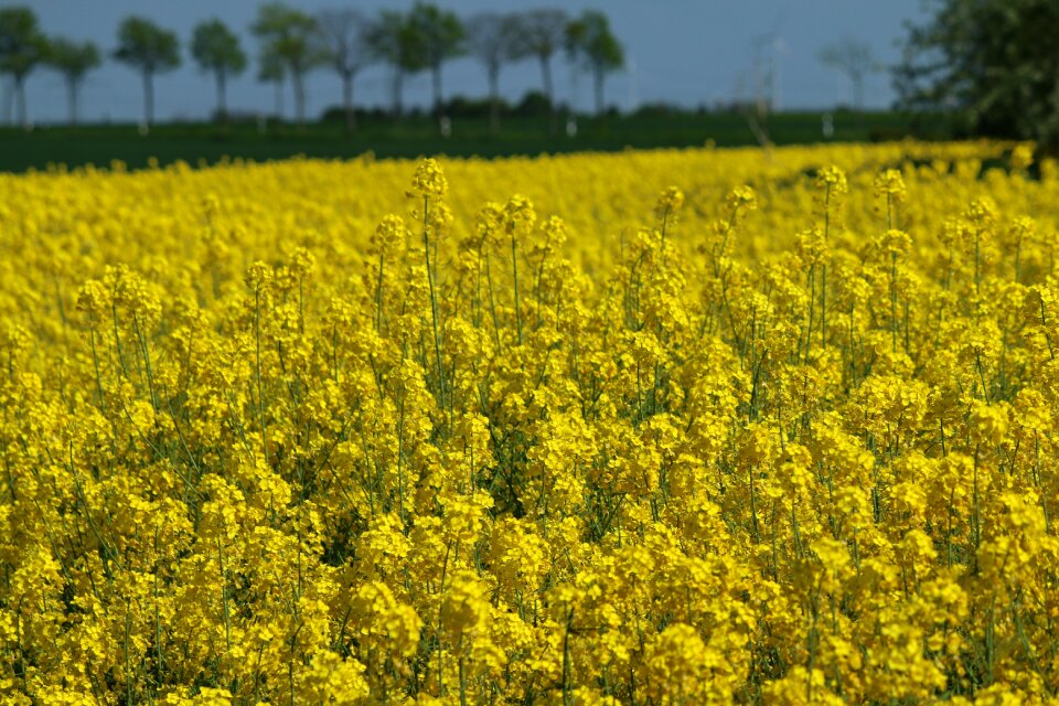 Oilseed rape field Free photos