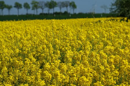 Oilseed rape field Free photos