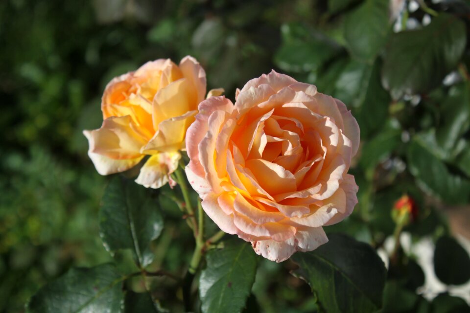 Blossom flower